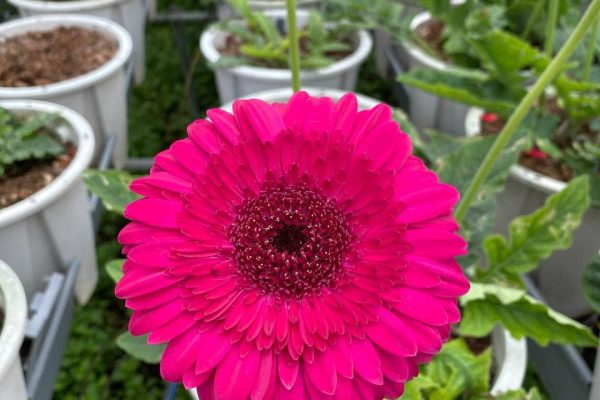 photo_6271441208043746419_y